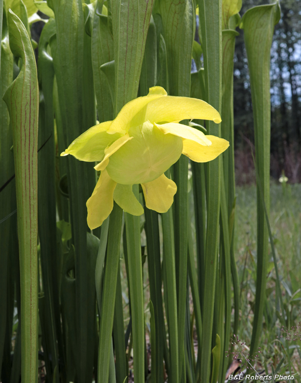 Pitcher_flower