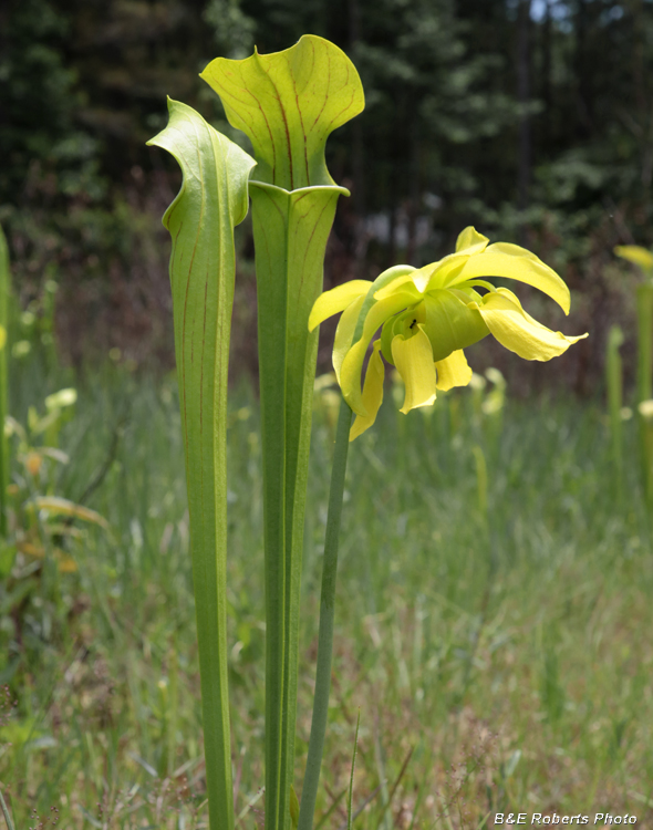 Pitcher_flower