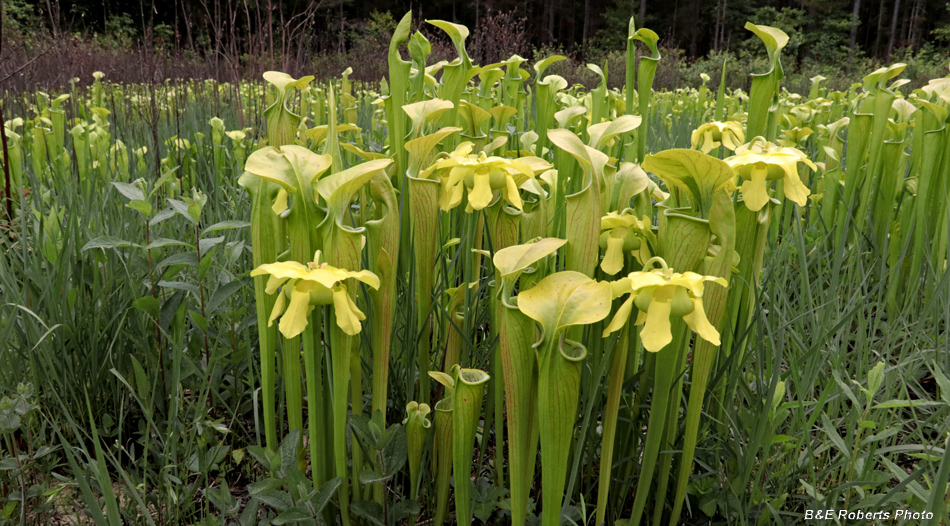 Utricularia