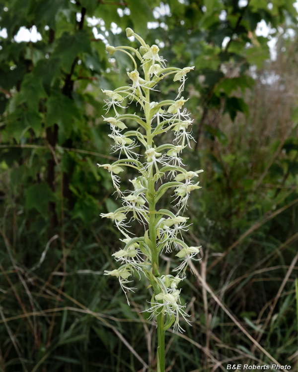 Platanthera_lacera