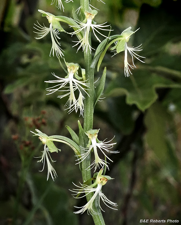 Platanthera_lacera