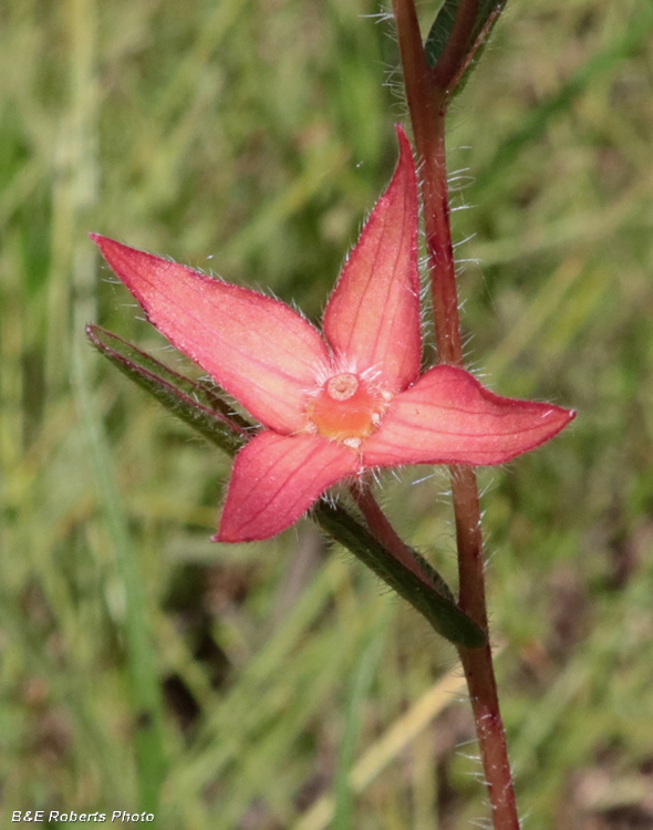 Ludwigia_hirtella