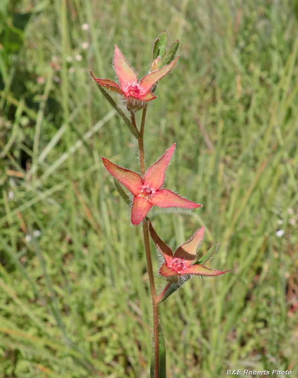 Ludwigia_hirtella