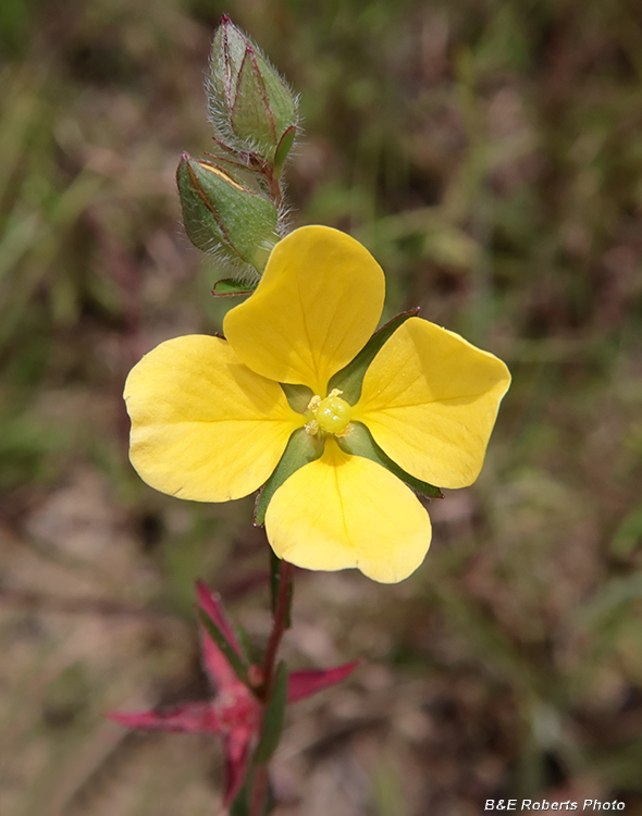 Ludwigia_hirtella