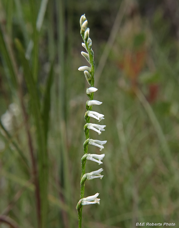 Spiranthes_lacera_var_gracilis