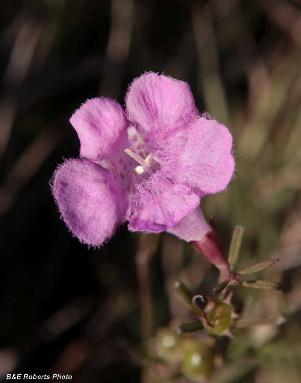 Agalinis_purpurea