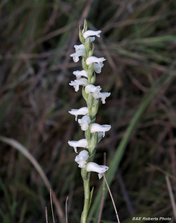 Spiranthes_cernua