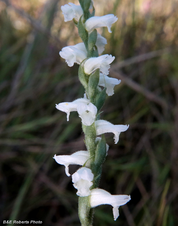 Spiranthes_cernua