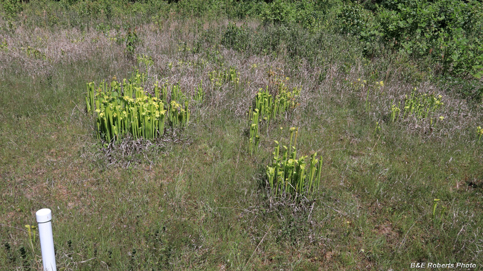 Pitcher_plants