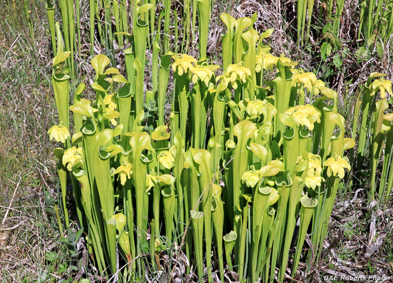 Pitcher_plants