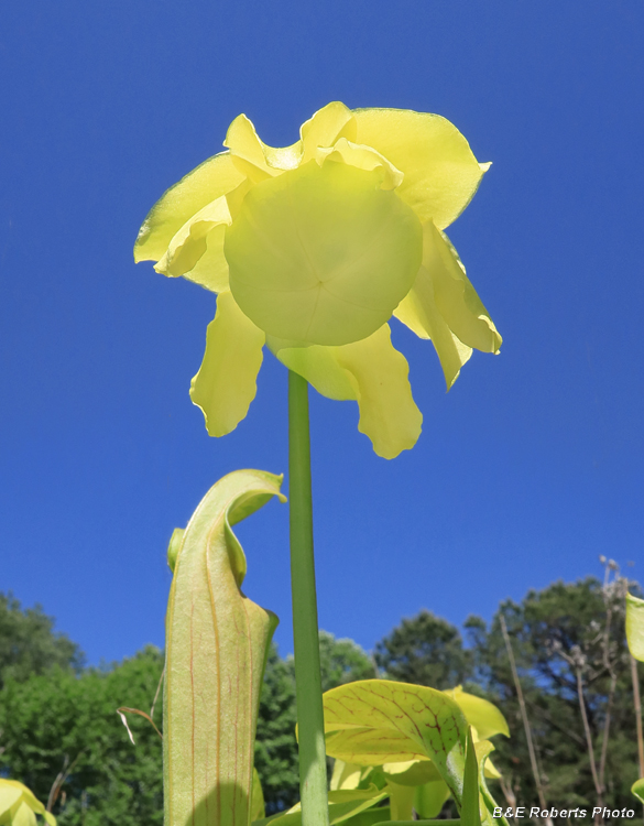 Pitcher_flower