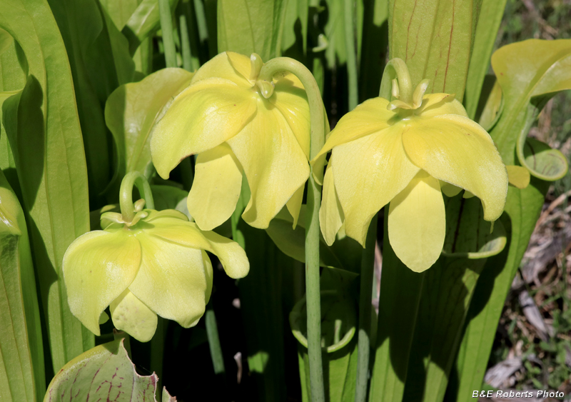 Pitcher_flowers