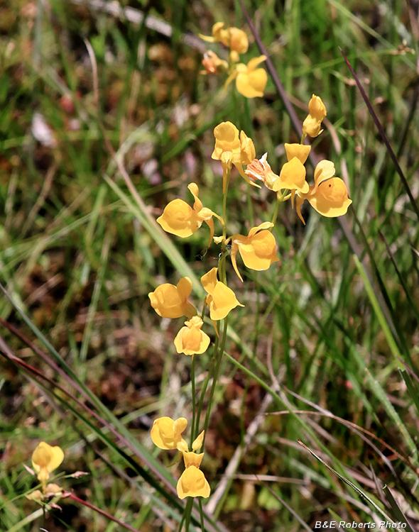 Bladderwort