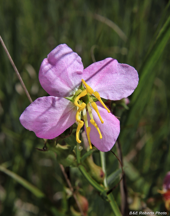 Meadow_Beauty