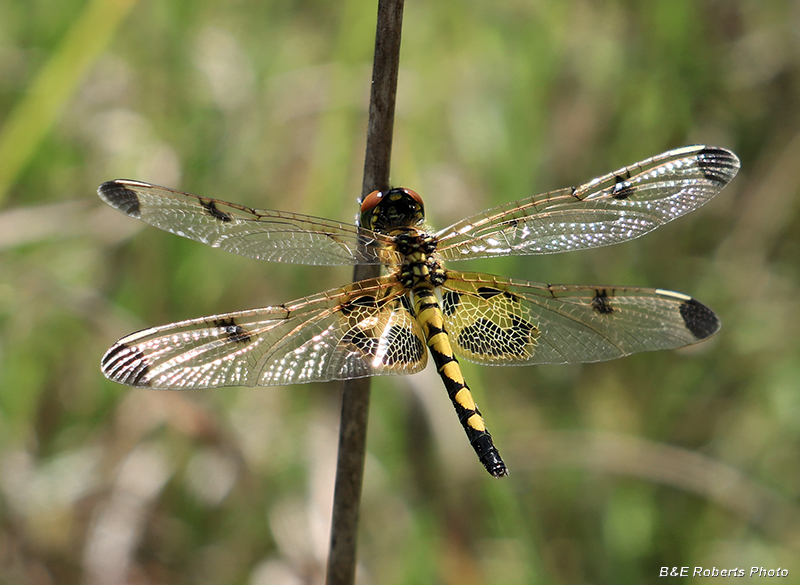 Calico_Pennant