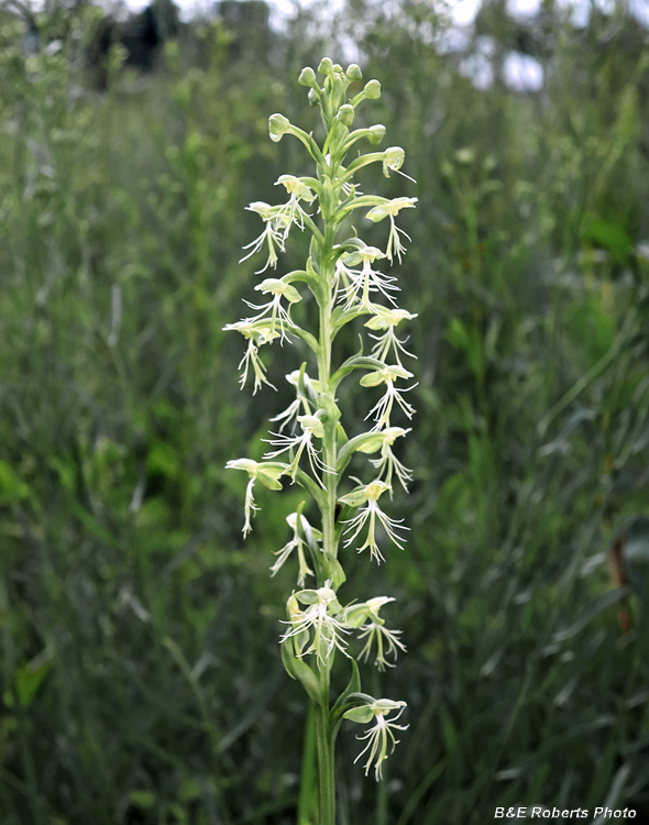 Platanthera_lacera