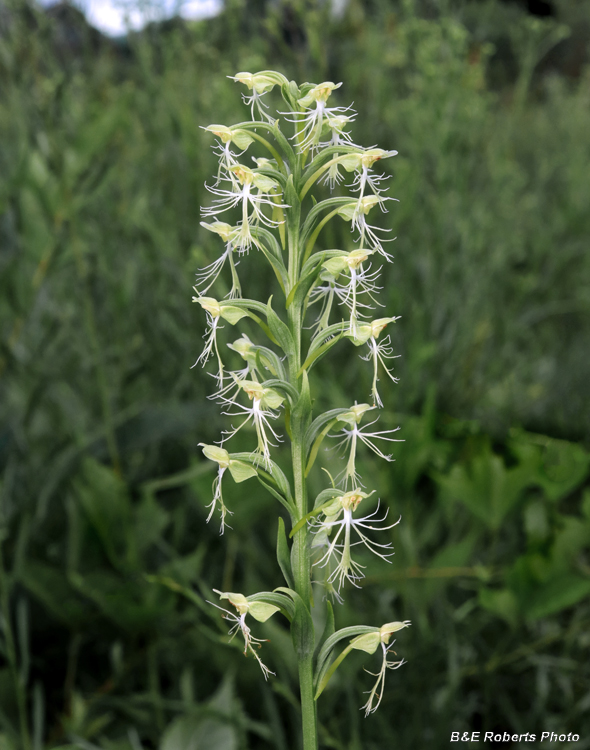 Platanthera_lacera