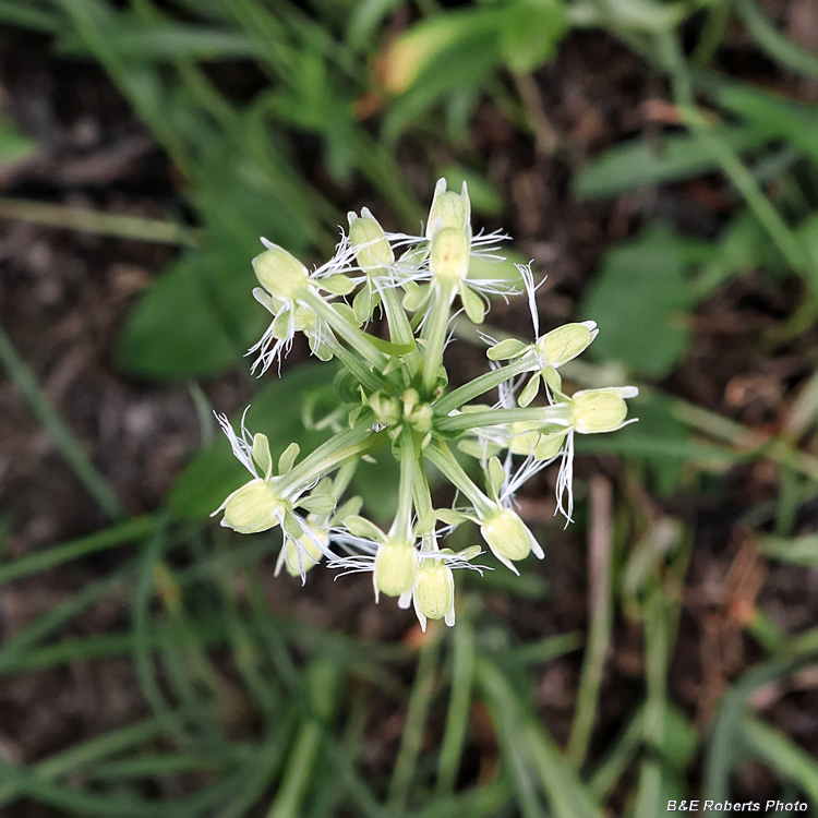 Platanthera_lacera