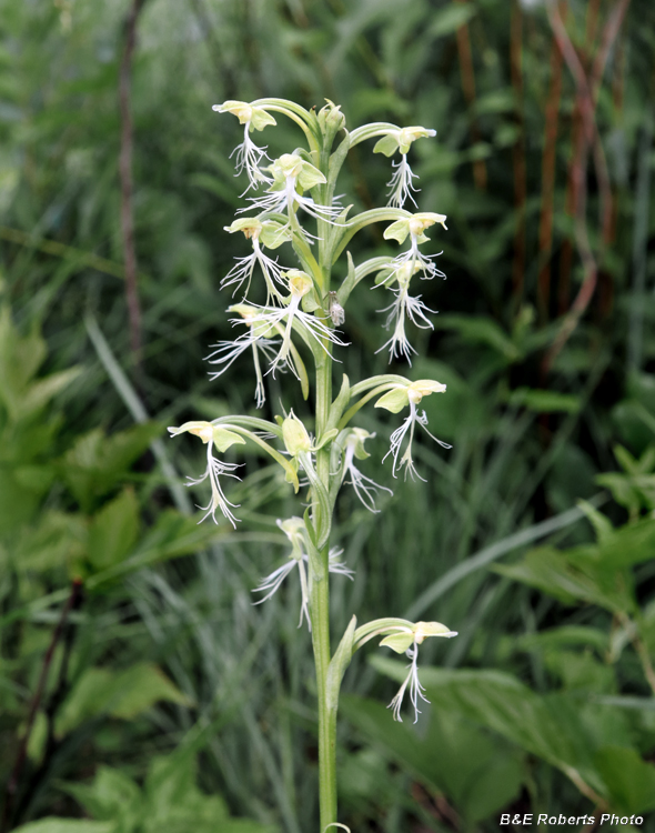 Platanthera_lacera