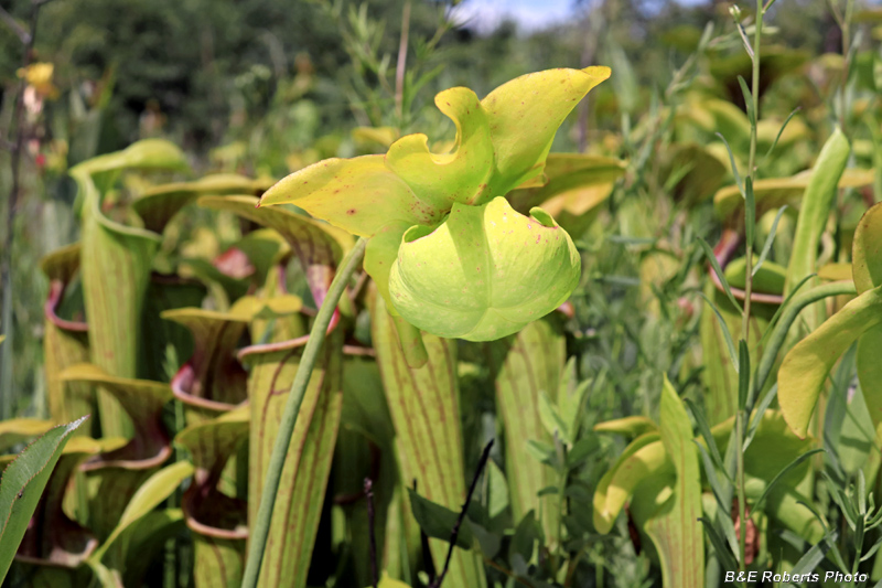 Pitcher_flower