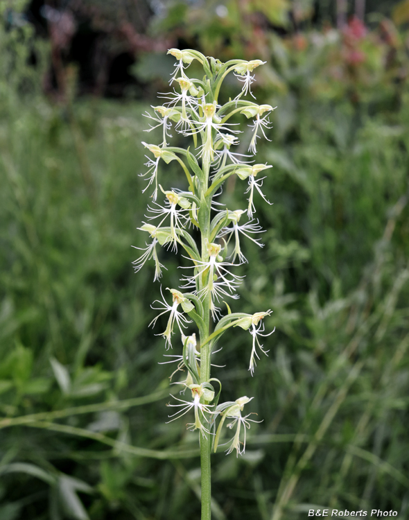 Platanthera_lacera