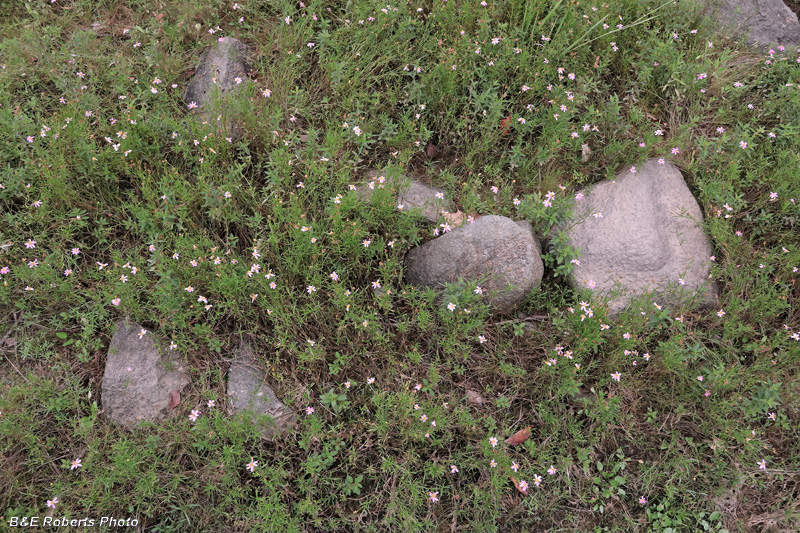 Rose_Coreopsis