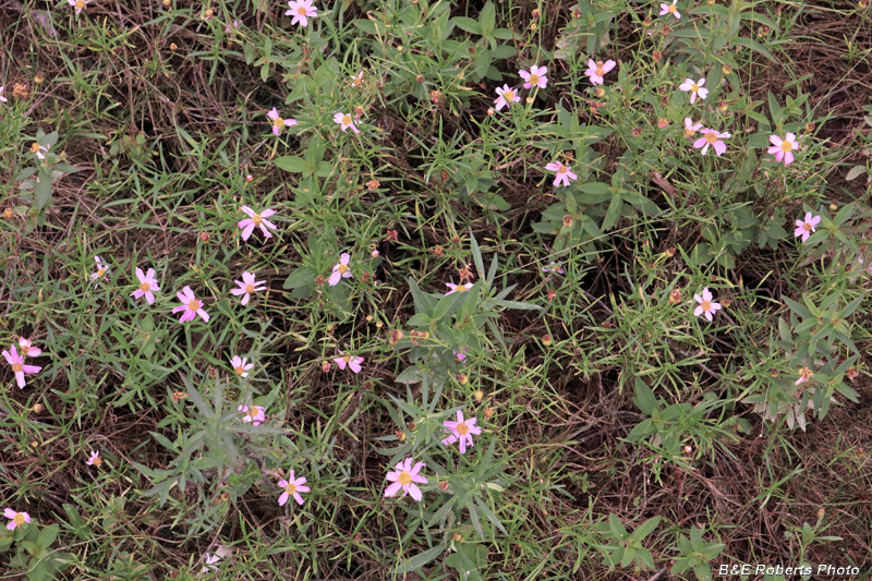 Coreopsis_rosea