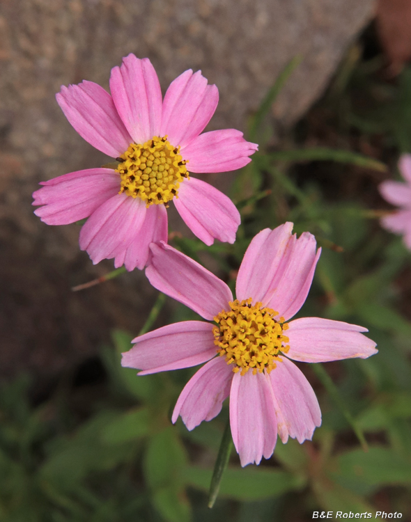 Coreopsis_rosea