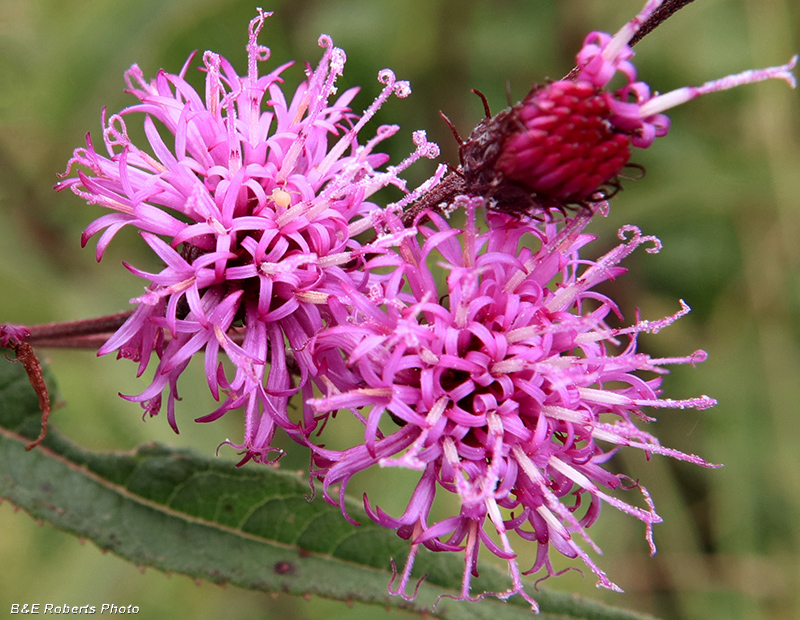 Ironweed