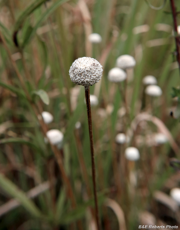 Hatpins