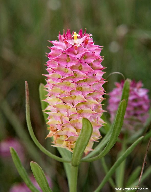 Milkwort