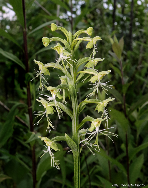 Platanthera_lacera