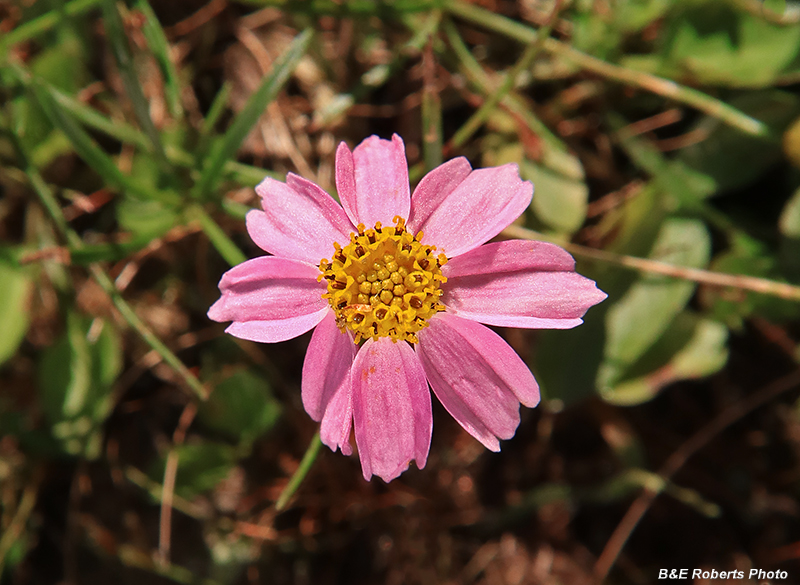 Rose_coreopsis