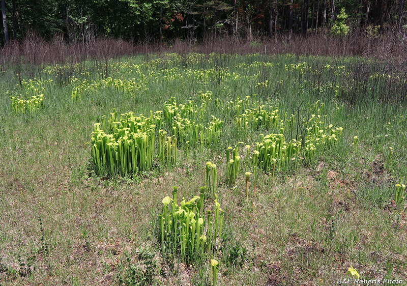 Pitcher_plants