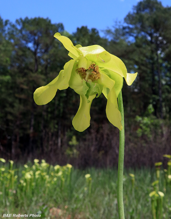 Pitcher_flower