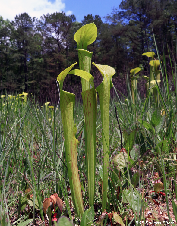 Pitcher_flowers