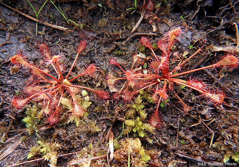 Sundews