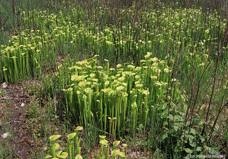 Bladderwort