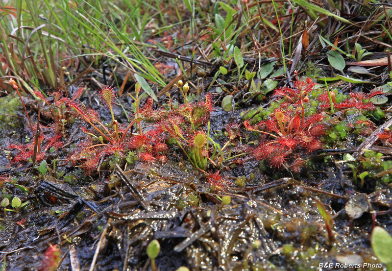 Sundew