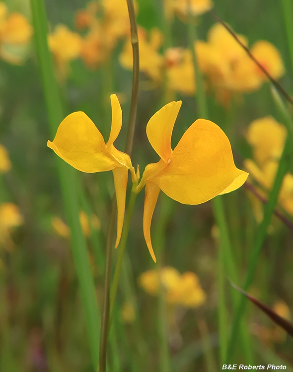 Bladderwort