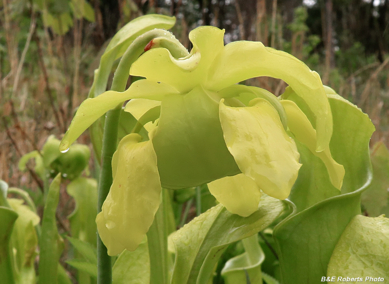 Pitcher_plant_flower