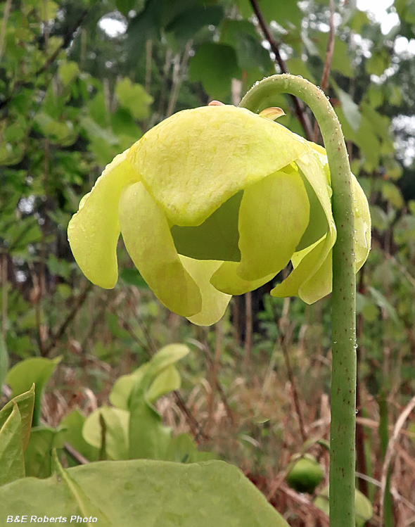 Pitcher_plant_flower