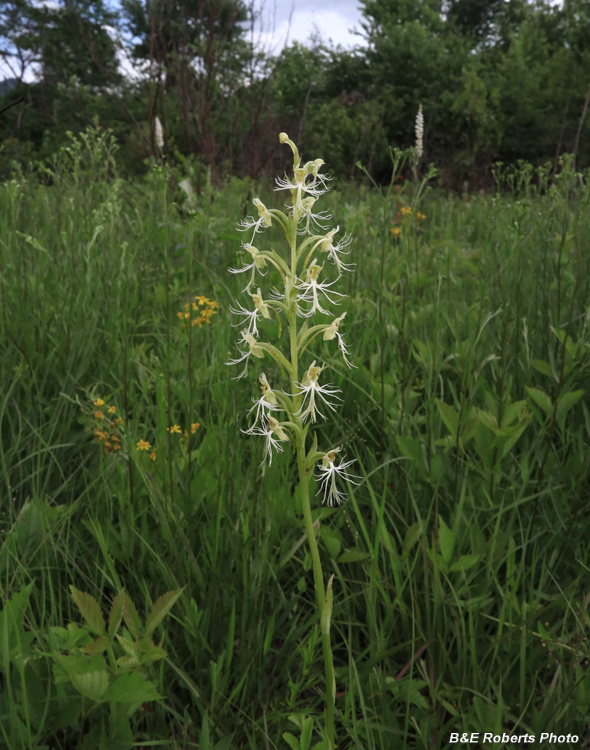 Platanthera_lacera