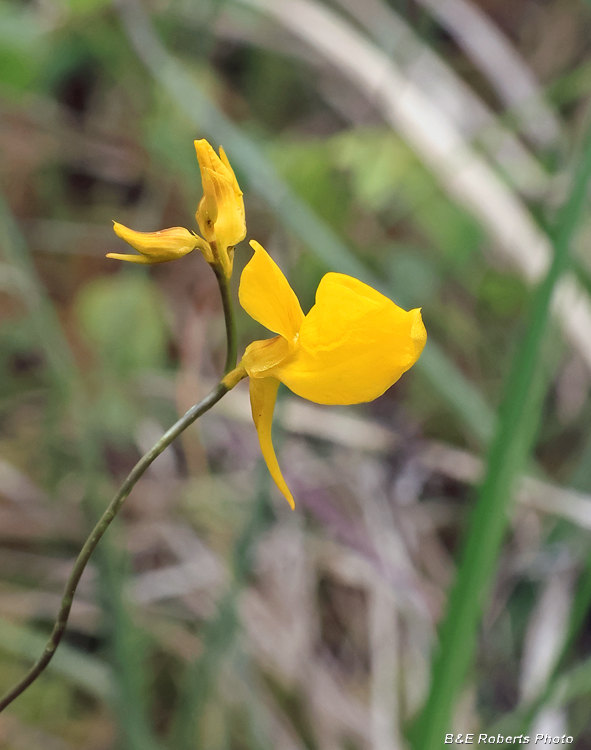 Horned_Bladderwort