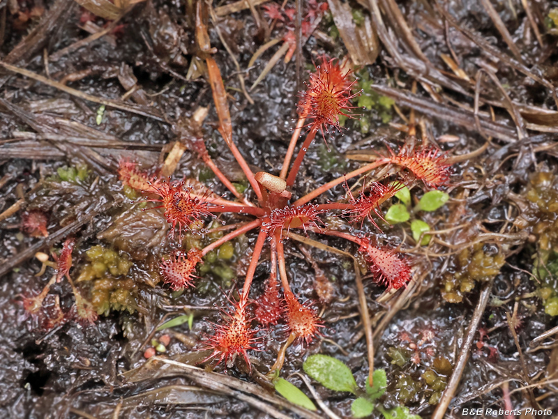 Drosera_Sundew
