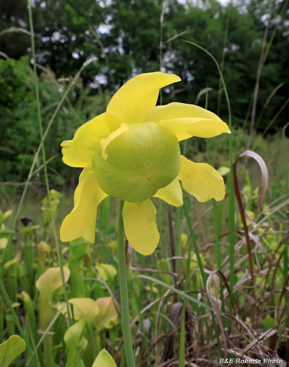Pitcher_plants