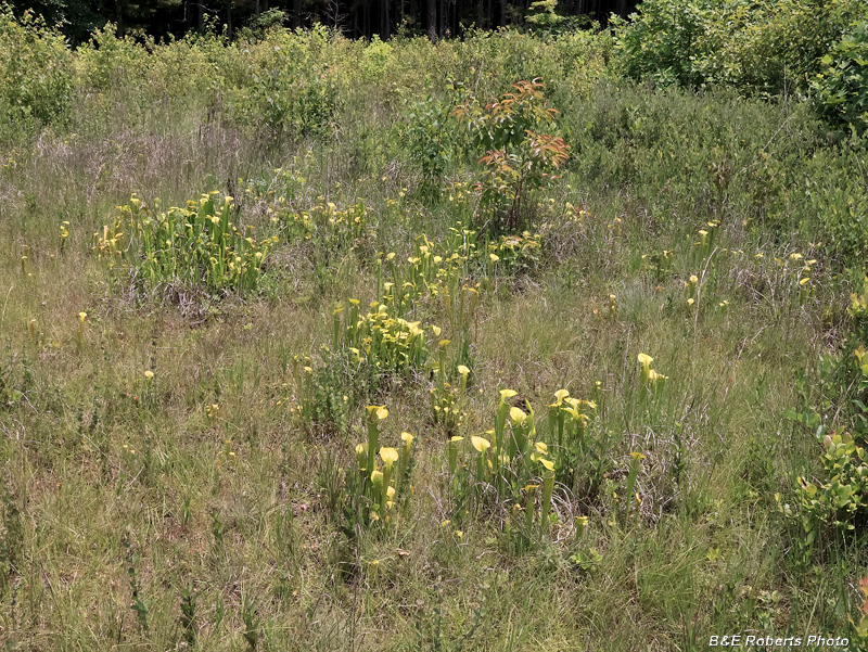 Pitcher_flowers