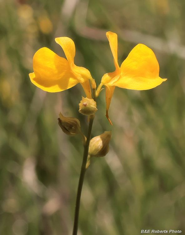 Bladderwort