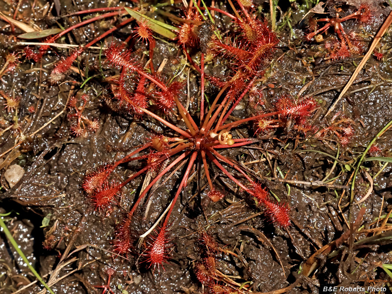 Sundew