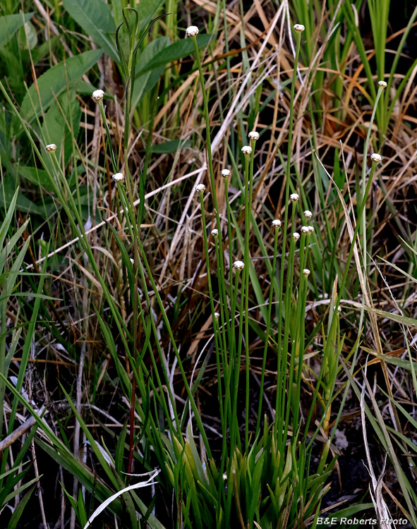 Pipewort